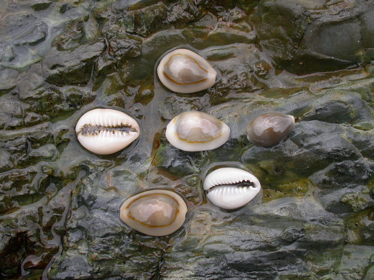 O que é e como funciona o jogo de búzios? Tudo o que você precisa saber Tempo Místico